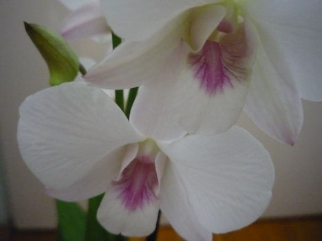 orchidea 12