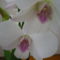 orchidea 12