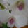 Orchidea_12_1282004_6599_t