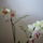 Orchidea_13_1282005_1010_t