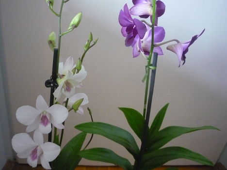 orchidea 14