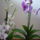 Orchidea_14_1282006_3699_t