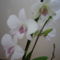 orchidea 8