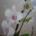 Orchidea_8-002_1282000_1067_t