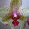 orchidea 9