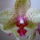 Orchidea_9-002_1282001_6419_t