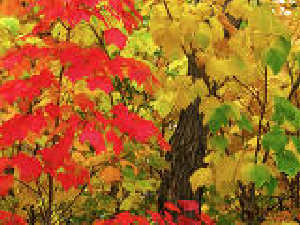 őszi színekben