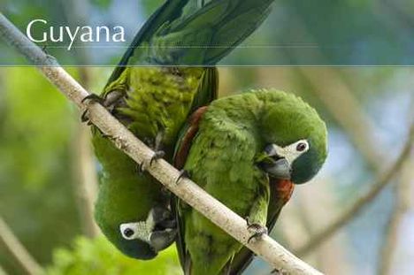  A dzsungel "terepszínű" madarai, Guyana, Dél-Amerika