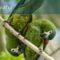  A dzsungel "terepszínű" madarai, Guyana, Dél-Amerika