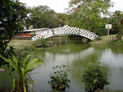 Guyana - Georgetown - Csókolózás hídja
