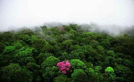 Pink ébenfa, Kaw hegység, Francia Guayana