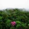 Pink ébenfa, Kaw hegység, Francia Guayana
