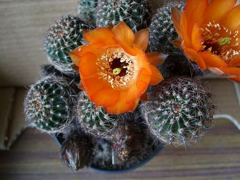 boliviai kaktusz 1