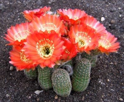 boliviai kaktusz 2