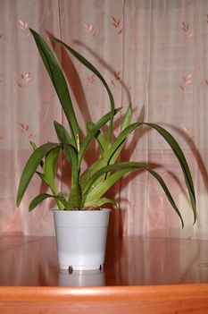 Sajnos ez a kis orchideám már elvirágzott, de a googleban kerestem képet , hogy milyen volt. Amikor kaptam szülinapomra csak két tő volt, mára már 4 lett:) 
