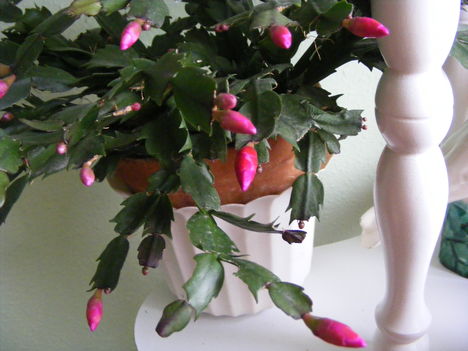 Rózsaszínű kaktuszom