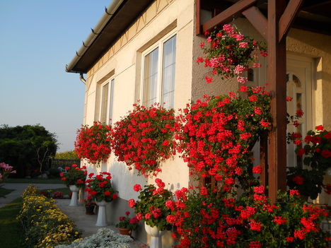 2011 augusztus 27 virág 021