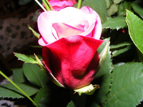Egy rózsa bimbó