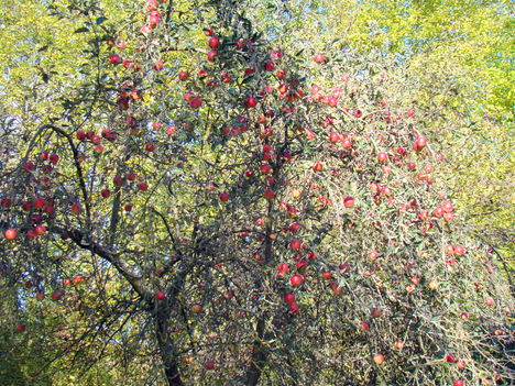 Gyümölcsöskert október végén
