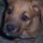 Nem_cuki_1288120_9281_t