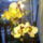 Phalaenopsis-006_1288595_1217_t