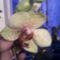 Phalaenopsis golden hat