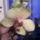 Phalaenopsis_golden_hat-001_1288598_7726_t
