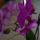 Phalaenopsis_orchidea_1288604_2008_t