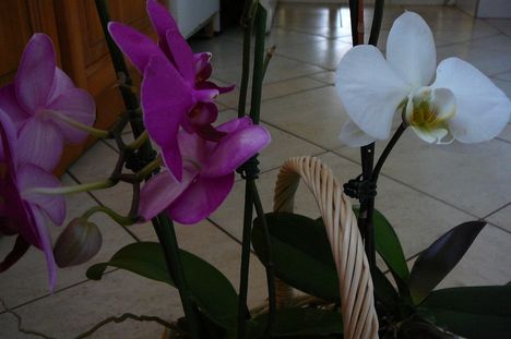 Phalaenopsis orchidea mix