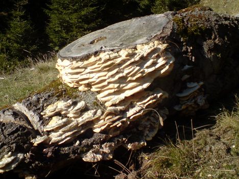 Taplógombák