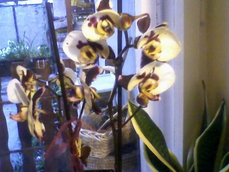 tintafoltos Phalaenopsis