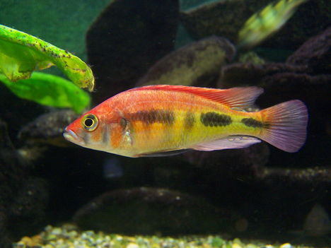 Haplochromis sp