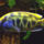 Nimbochromis_venustus_male_1289652_3005_t