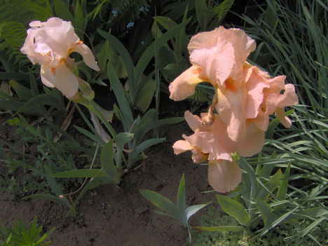 2008  Virágaim