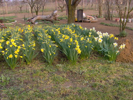 2008 Tavasz