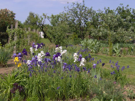 2008 Virágaim