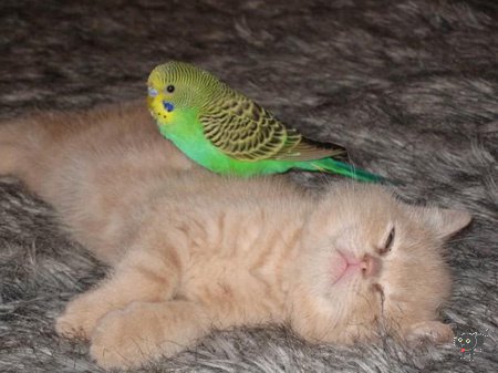 A papigáj jót alszik,cica barátján:)))))))))))))))