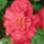 Begonia_10_1208607_1935_t