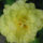 Begonia_11_1208608_3604_t