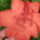 Begonia_12_1208609_6663_t