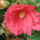 Begonia_14_1208611_2241_t