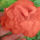 Begonia_15_1208612_5547_t