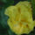 Begonia_16_1208613_1489_t