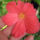 Begonia_18_1208615_8365_t