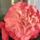 Begonia_2_1208597_9910_t