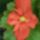 Begonia_7_1208603_9538_t