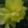 Begonia_8_1208605_9173_t