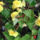 Begonia_9_1208606_9470_t