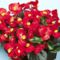 begonia-piros-virág-fotó-nb17195