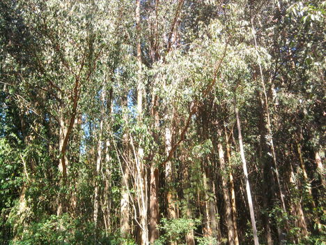 Eukaliptusz erdő